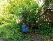 ЖЕД № 901: розрізування деревини